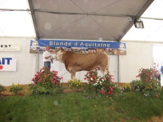 Disco op de keuring in St. Gaudens 2009 