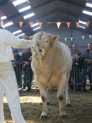 BAC Ami du Moulin destijds geveild in Uithuizermeeden