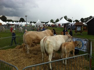 Blonde d’Aquitaines, met links Bolero, op de Fair in Aalten.