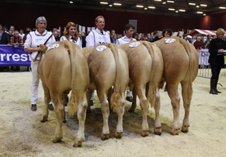 fraaie jonge stieren op de Nationale in Zwolle 2011