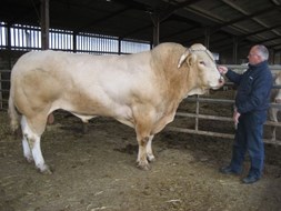 inspecteur Dirk Reijne met de stier Aaron