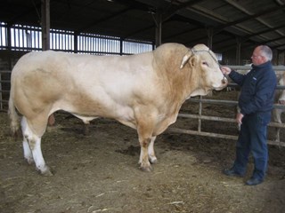 inspecteur Dirk Reijne met de stier Aaron