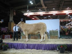 Zwaarste koe ooit: Cigale v.Scout, 1445kg