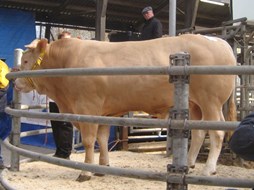 BAC Galon, één na duurste stier.