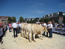 jonge vaarzen in de ring