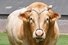 stier (2)