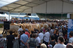 Mayenne overzicht kampioenen