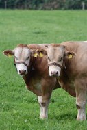 2 jonge stieren voor de toekomst